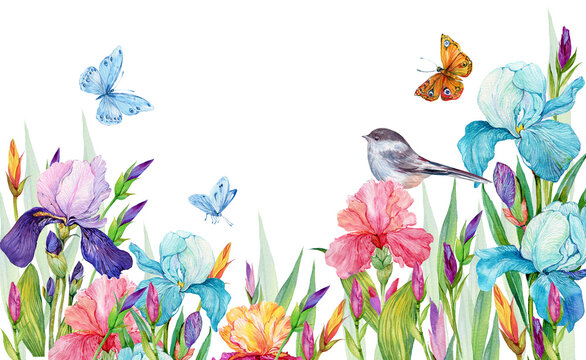 Irises and birds.Beautiful floral background for postcards on an isolated white background