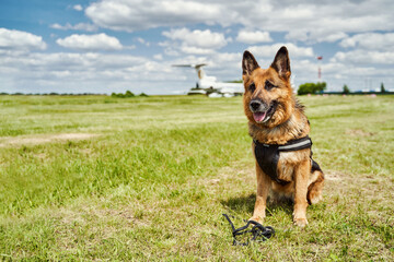 German Shepherd dog sitting on green grass at airfield