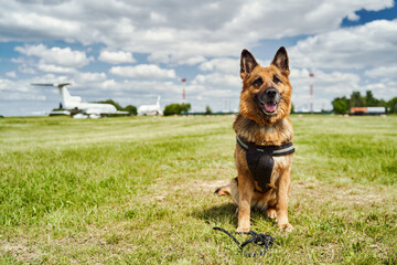 German Shepherd dog sitting on green grass at aerodrome