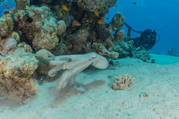 Octopus king of camouflage in the Red Sea, Eilat Israel   © yeshaya