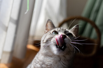 興味深々な猫　サバトラ猫