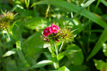 Beautiful pink flowers growing in the green home garden. Summer nature photo.