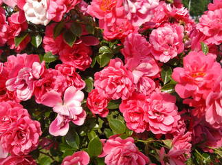 Summer roses, beautiful flowers arrangement 