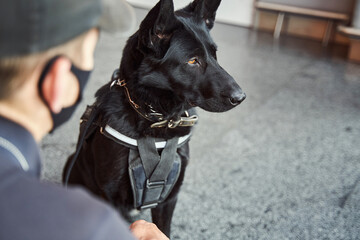 Detection dog on duty with security officer at airport
