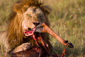 lion eating Topi leg in Africa