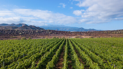 Fototapeta na wymiar Tenerife vineyard panorama from drone. Beautiful landscape of stright rows, lines pattern, blue sky and mountain