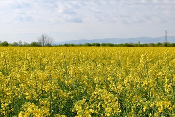 Obraz premium Blooming rapeseed fields (Brassica napus)