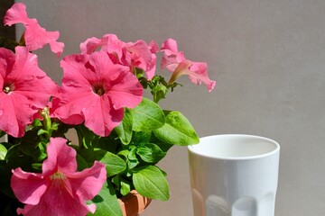 White porcelain glass on grey background with pink blooming petunia