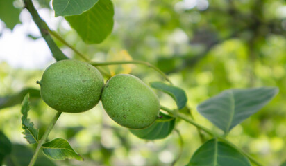 Green young walnuts on the tree. The walnut tree grows waiting to be harvested. Walnut tree close up. Green leaves background.