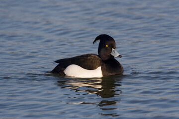 Tufted Duck, Kuifeend, Aythya fuligula