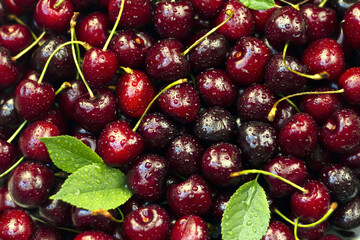 Ripe cherries. Ripe beautiful sweet cherry background with water drops. Bright berries.