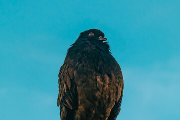 Contented pigeon sitting against the blue evening sky