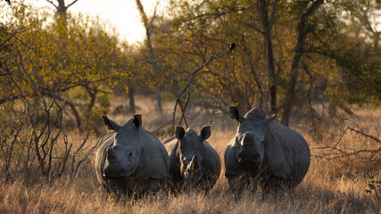 a crash of white rhinos in golden light