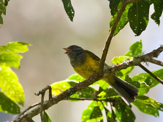 Goudkruinzanger, Russet-crowned Warbler, Myiothlypis coronata
