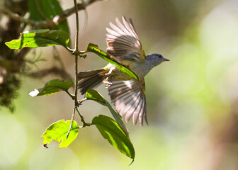 Goudkruinzanger, Russet-crowned Warbler, Myiothlypis coronata