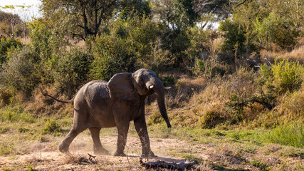 an aggressive African elephant bull 