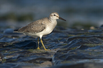 Red Knot, Kanoetstrandloper, Calidris canutus