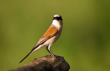 Grauwe Klauwier; Red-backed Shrike; Lanius collurio