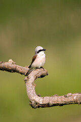 Grauwe Klauwier, Red-backed Shrike, Lanius collurio
