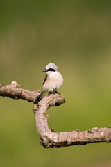 Grauwe Klauwier, Red-backed Shrike, Lanius collurio