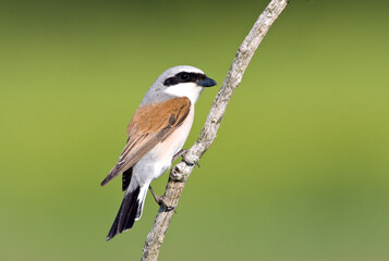 Grauwe Klauwier, Red-backed Shrike, Lanius collurio