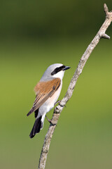 Grauwe Klauwier, Red-backed Shrike, Lanius collurio