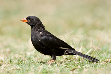Roodsnavel-buffelwever, Red-billed Buffalo-weaver, Bubalornis niger