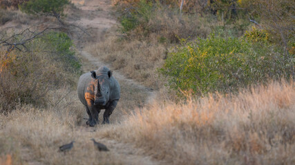 Obraz na płótnie Canvas a big white rhino walking down a road