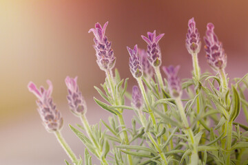 blooming purple fragrant lavender flowers. Growing lavender, harvest, perfume ingredient, aromatherapy. Lavender in sunlight.
