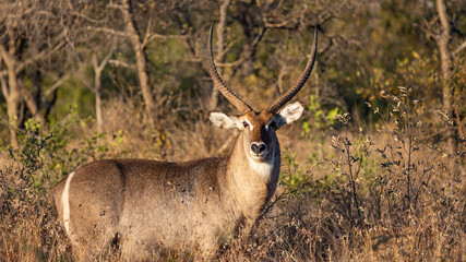 Big waterbuck bull in golden light