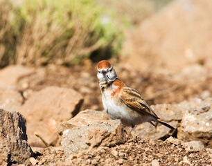 Roodkapleeuwerik, Red-capped Lark, Calandrella cinerea