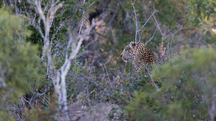 leopard male on the lookout.