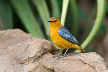 Roodkap-lawaaimaker, Red-capped Robin-chat, Cossypha natalensis