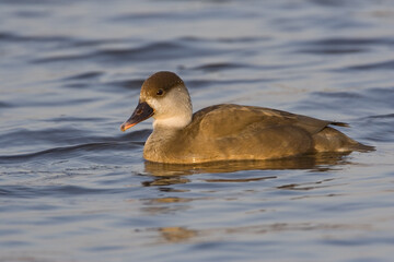 Red-crested Pochard, Krooneend, Netta rufina