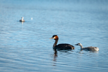 Great Crested Grebe chick following mother and crying for feed, in Lake Wanaka, South Island