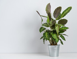 Scandinavian concept. Beautiful house plant kalathea in metal pot on white table. Front view and copy  space