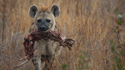 Spotted Hyena with a carcass in her mouth