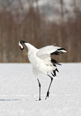 Red-crowned Crane, Chinese Kraanvogel, Grus japonensis