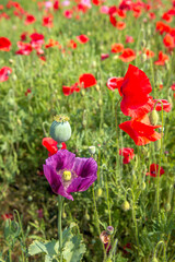 Close-up of a purple colored large poppy flower in the foreground of common red poppies in a Dutch field in springtime. The large poppy stands out above the others and is very striking. 