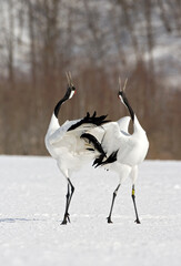 Red-crowned Crane, Chinese Kraanvogel, Grus japonensis © AGAMI