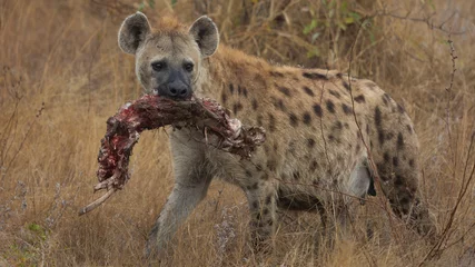 Tuinposter Gevlekte hyena met een karkas in haar mond © Jurgens