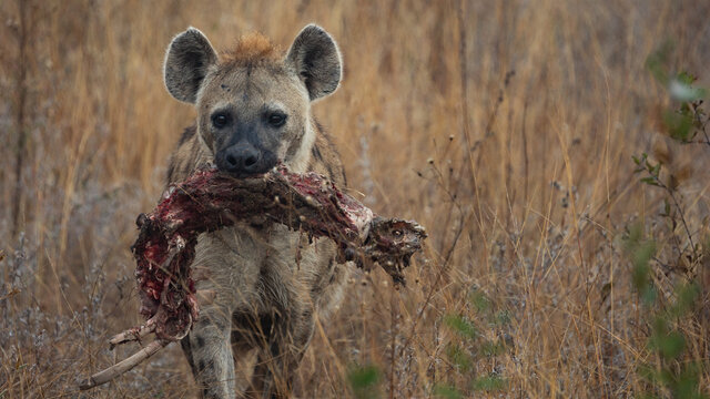 Spotted Hyena With A Carcass In Her Mouth