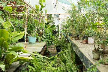 different plants in pots in greenhouse. Sale of plants, seedlings and flowers for home gardening