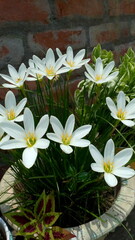 White lilly flowers