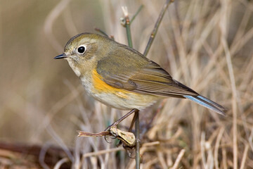 Red-flanked Bluetail, Blauwstaart, Luscinia cyanura