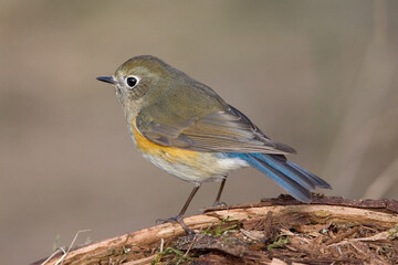 Red-flanked Bluetail, Blauwstaart, Luscinia cyanura