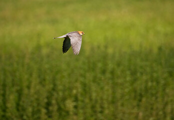 Roodpootvalk, Red-footed Falcon, Falco vespertinus