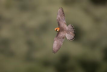 Roodpootvalk, Red-footed Falcon, Falco vespertinus