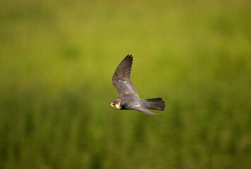 Roodpootvalk, Red-footed Falcon, Falco vespertinus