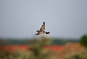 Roodpootvalk, Red-footed Falcon, Falco vespertinus
